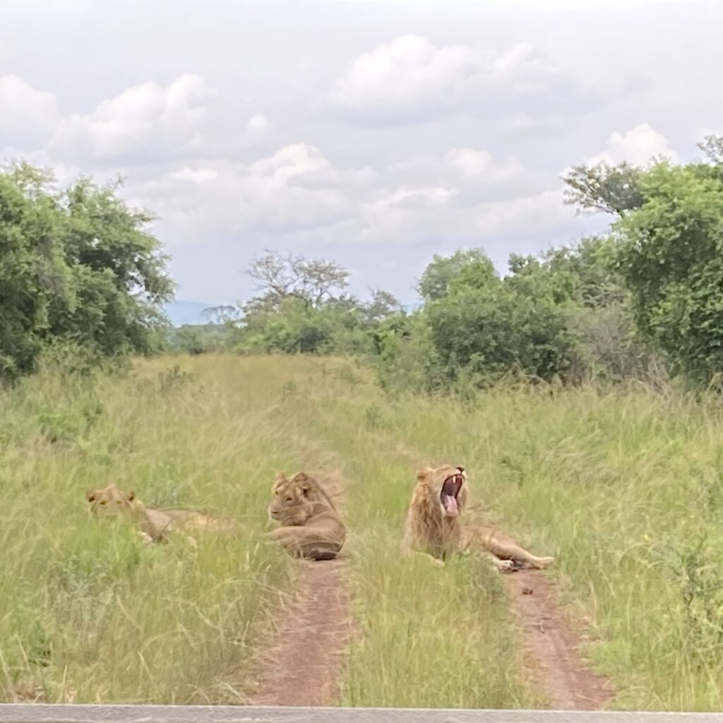 Three lions lay basking in the sun on the dirt road in Akagera National Park