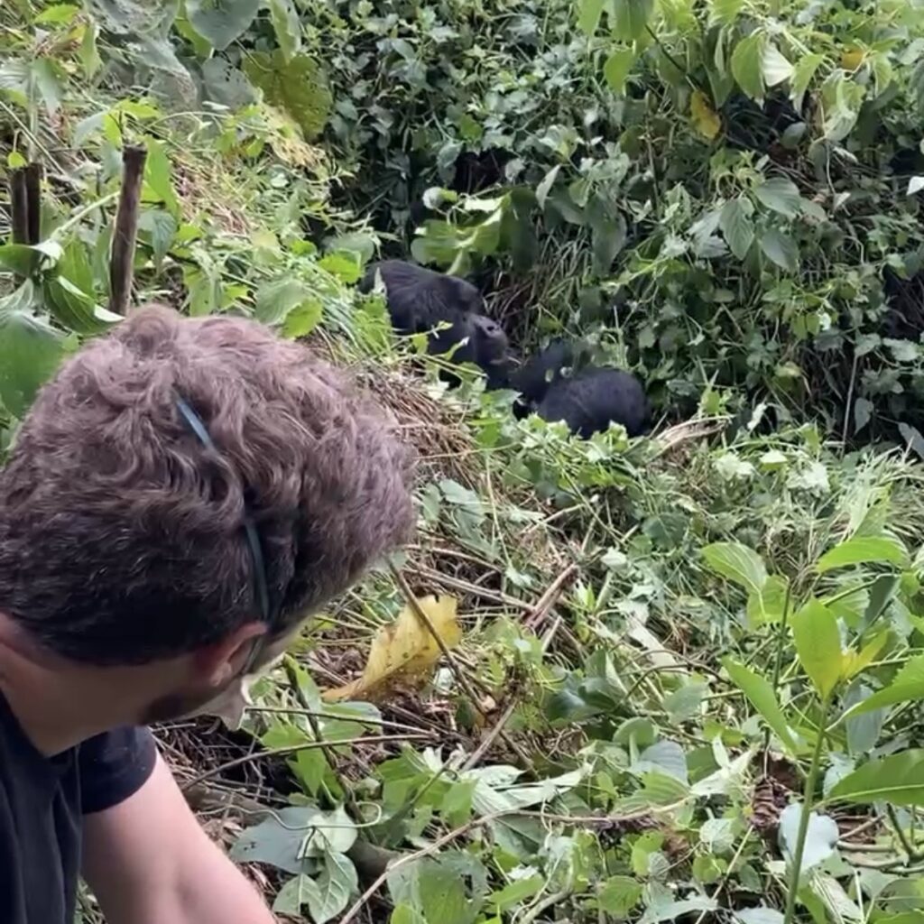 A man on a Gorilla Trek sits in forest undergrowth watching a silverback gorilla in the background