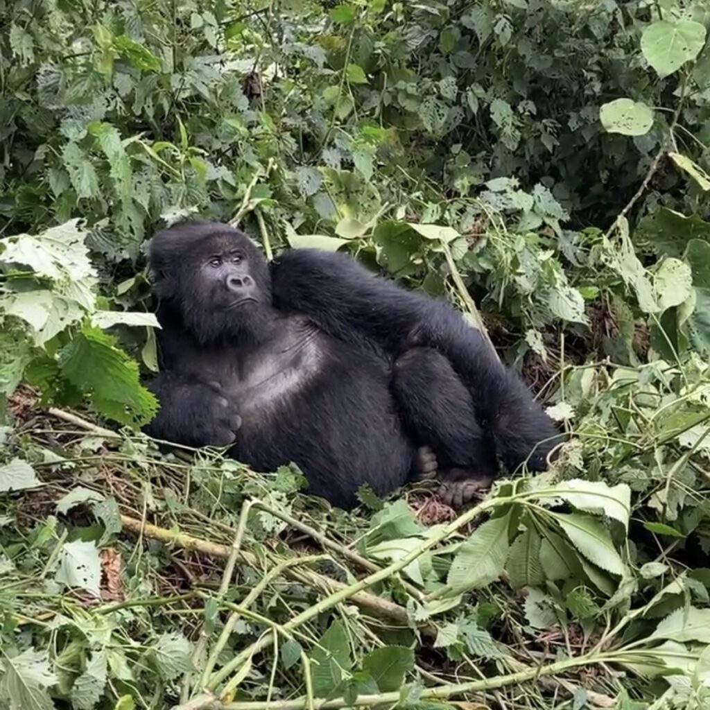 A gorilla lounges in the forest in Rwanda