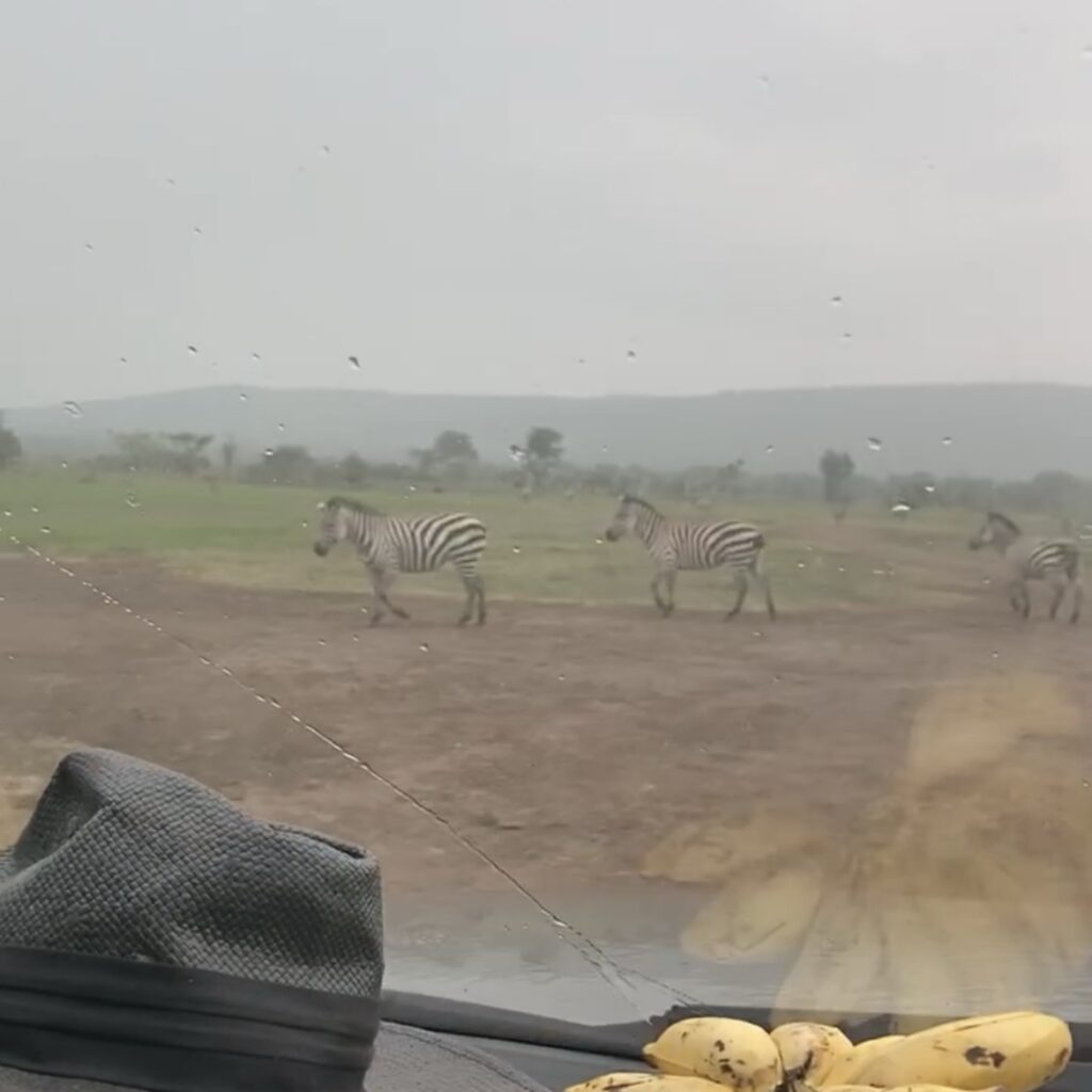 Zebras can be seen through the windscreen on a rainy day at Akagera