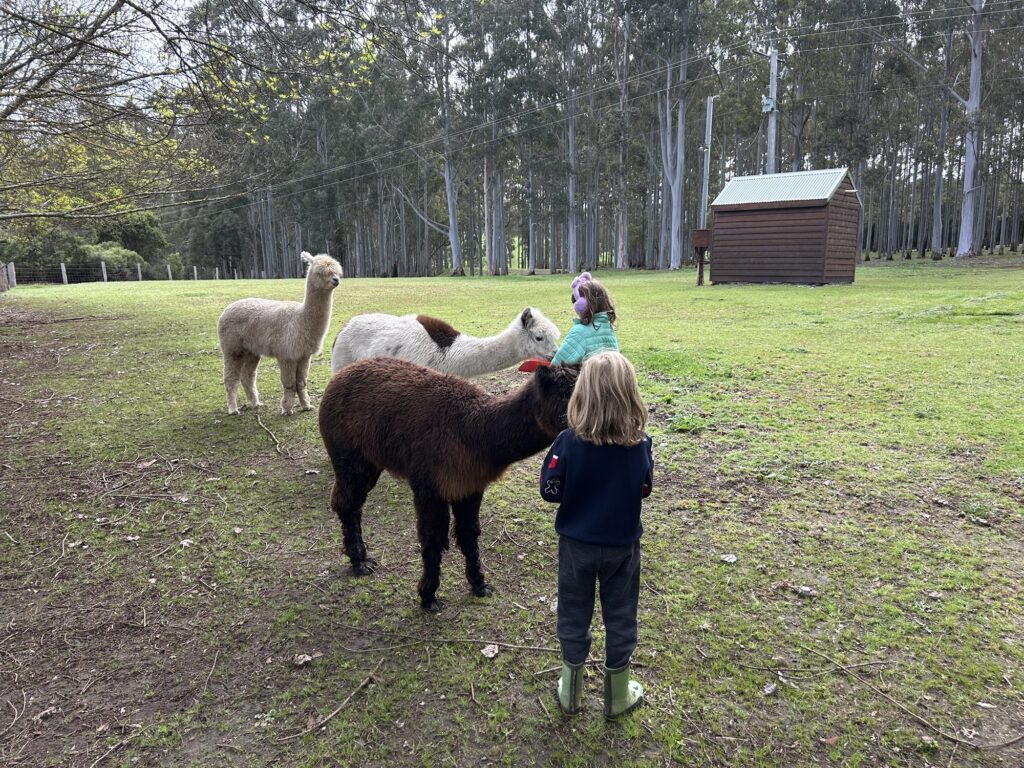 A photo of 2 small children feeding some alpacas at Clover Cottage Manjimup