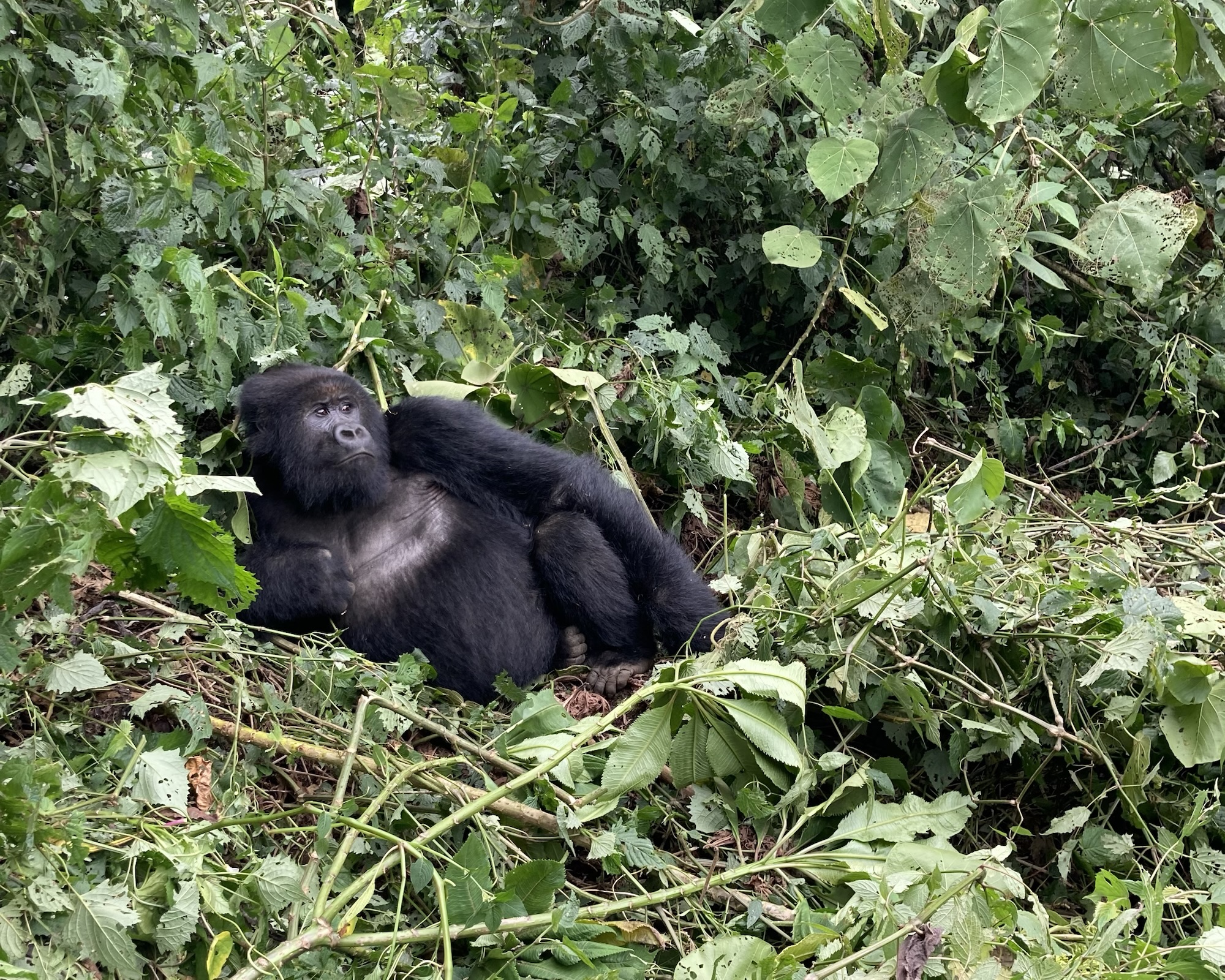 The complete guide to Gorilla Trekking in Rwanda